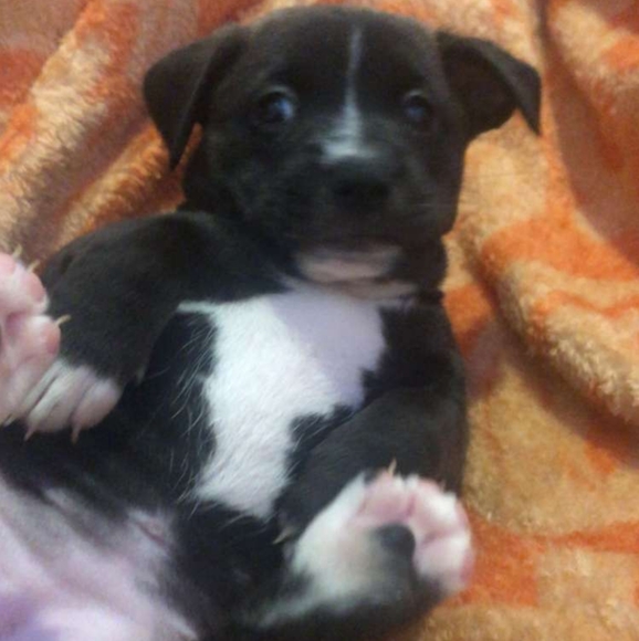 DISCLAIMER: Pet Hair Beware! - Picture 4 of 5